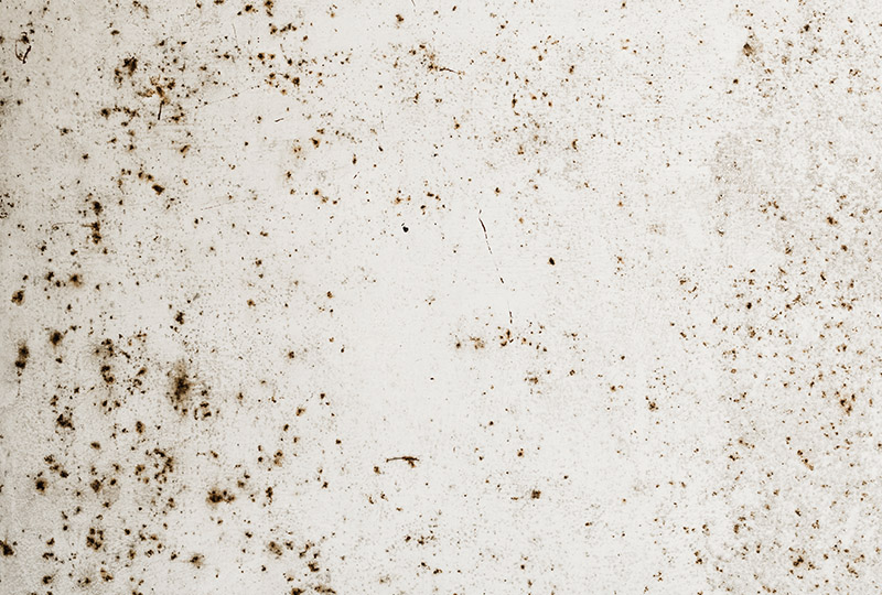 Black spots on paving caused by lichen